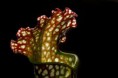 /album/priroda/sarracenia-leucophylla-01-jpg/